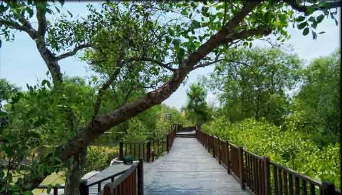 Wisata Hutan Mangroove Wonorejo