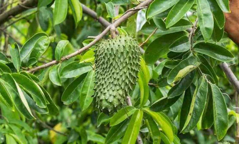  Manfaat  Daun  Sirsak Berguna Bagi Kesehatan Luar Biasa