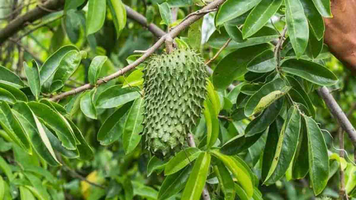 Manfaat Daun Sirsak  Berguna Bagi Kesehatan Luar Biasa 